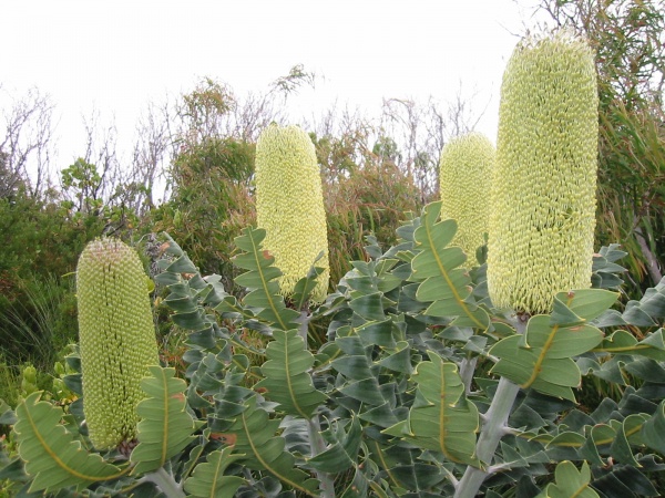 Banksias growing wild.