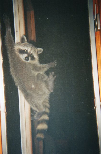 1998 - I was SURE this is the way I came in!