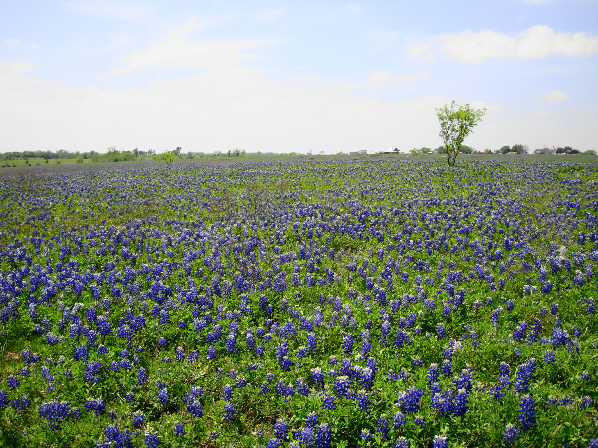 We saw many fields like this. We were told that this was not a good year for bluebonnts.