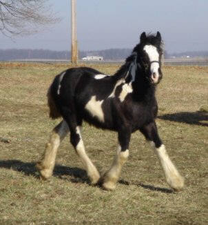 This is my colt Challenger, taken at 8 months old.  He's now a 2 year old.
 He's a Gypsy Vanner.