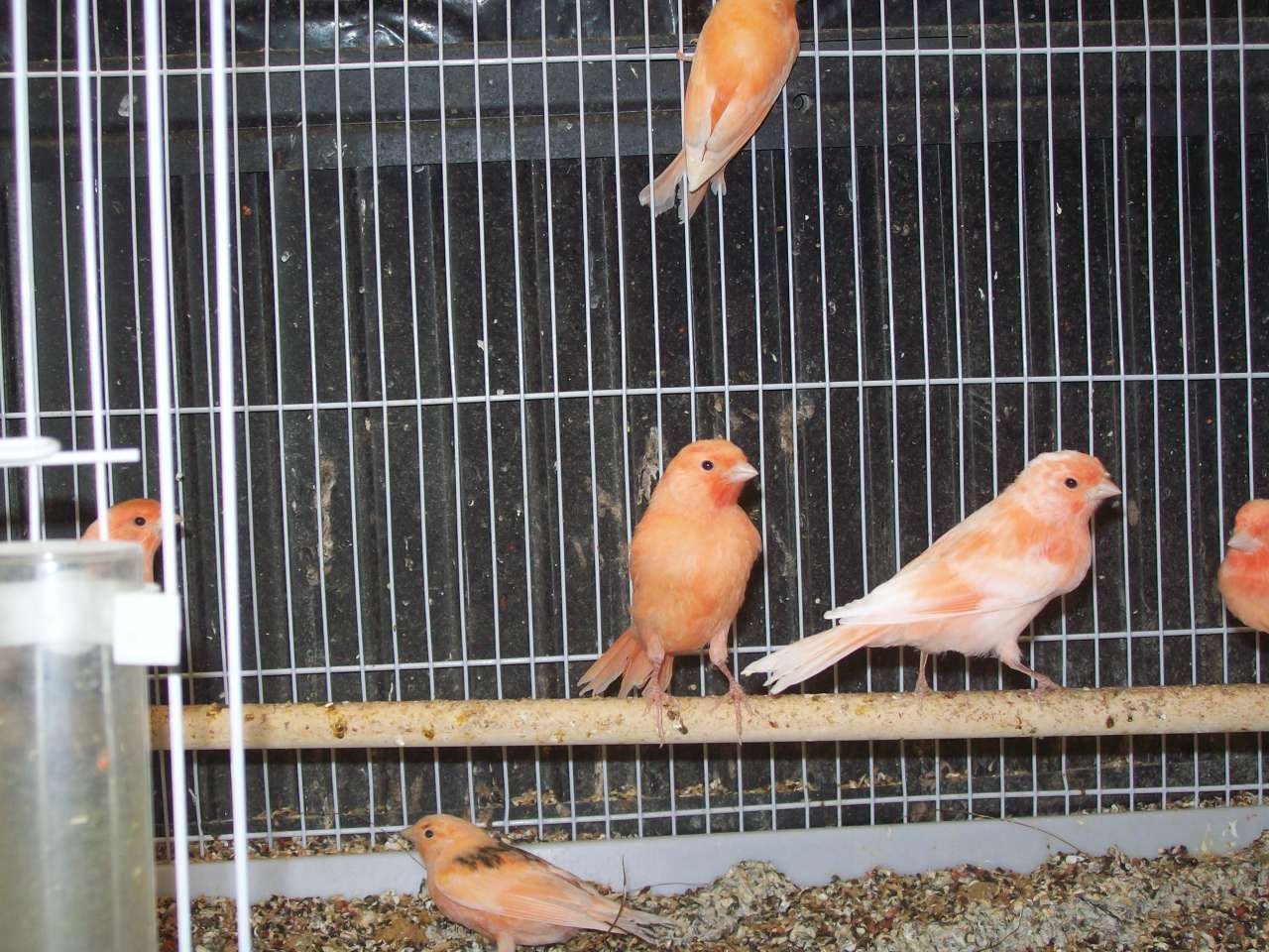 I just purchased 2 of these girls. 
