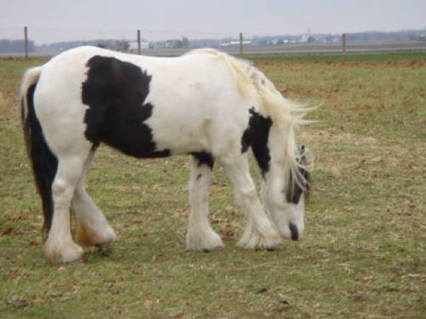 My newest Gypsy Vanner mare. She has just been bred and will be foaling late May of 2013.