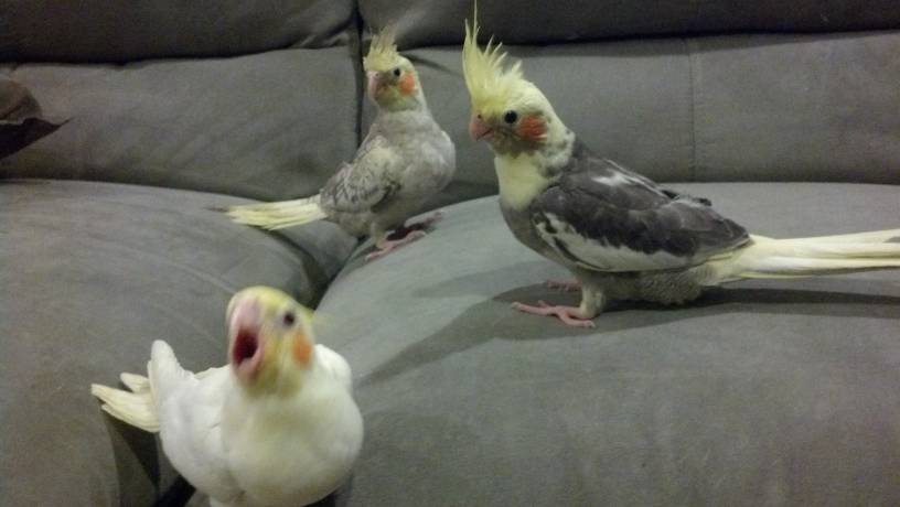 I just bought 4 young birds that haven't been weaned yet: 2 lutinos (white ones), a normal gray pied (on the right) and a cinnamon pearl pied (top left). They're too young to tell their genders.
  Update: The lutinos are females and the other 2 are males.