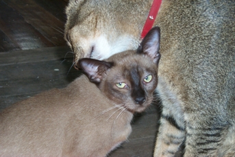 Poor Liat had the flu, but Cooper took care of her.