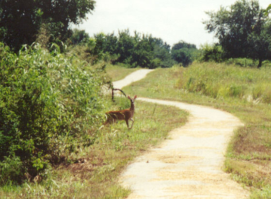 The deer is looking out for intruders!