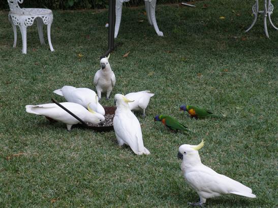 and Rainbow Lorikeets eating seed out of a fry pan on June's lawn.