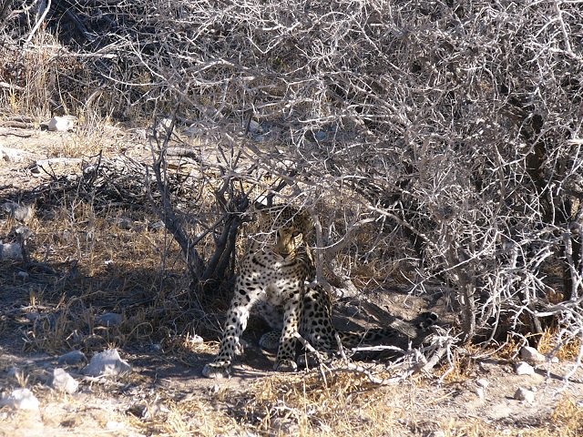 The only leopard we saw in the wild