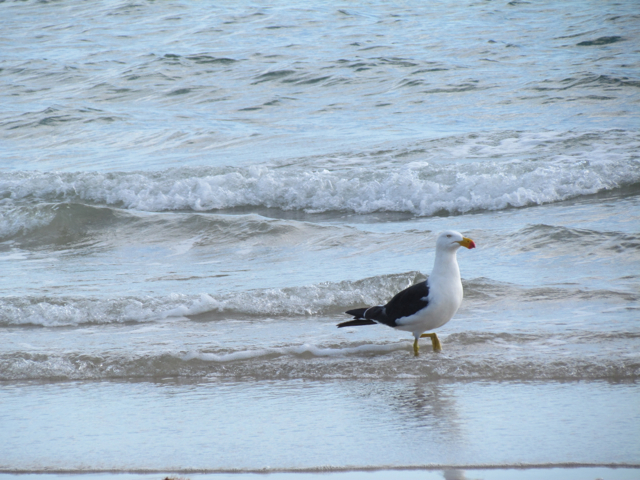 Pacific Gull