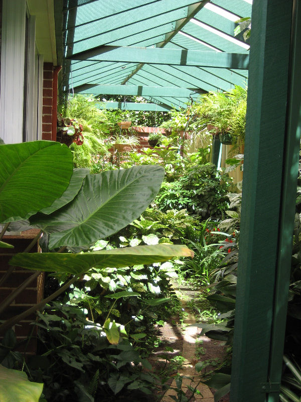 Fernery down one side of the house