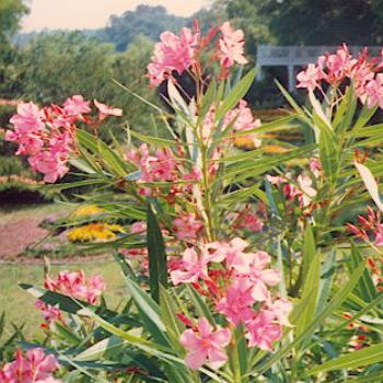 <b>Oleanders at Orton Plantation near near Wilmington NC / kr NC</b> <b>Oleanders at Orton Plantation near near Wilmington NC / kr NC</b>