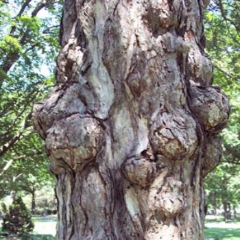 <b>Old Tree Trunk</b>