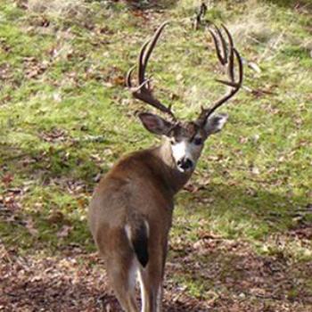 <b>8 Point Visitor - Eve's Backyard</b>