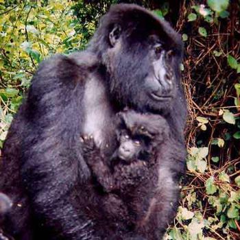 <b>Mother and child. My stepdaughter does mountain gorilla research in Rwanda, Africe and took this slide. \ kay NC</b> <b>Mother and child. My stepdaughter does mountain gorilla research in Rwanda, Africe and took this slide. \ kay NC</b>