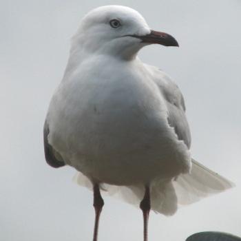 <b>gull Kate/Sydney</b>