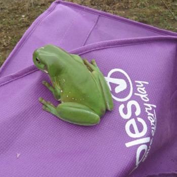 <b>Old Intruder in the Tent! - Easter 2008</b>