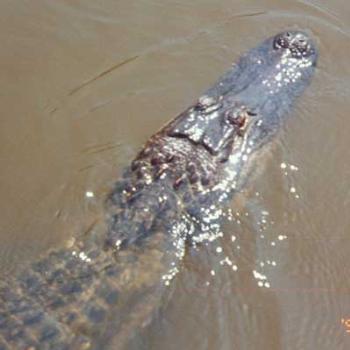 <b>Alligator in Louisiana bayou / kr NC</b>