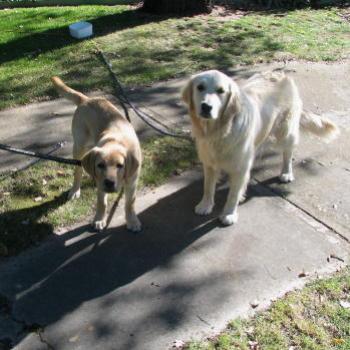 <b>puppies Braidwood Kate/Sydney</b>
