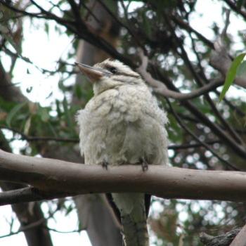 <b>high in the gum tree Kate/Sydney</b>