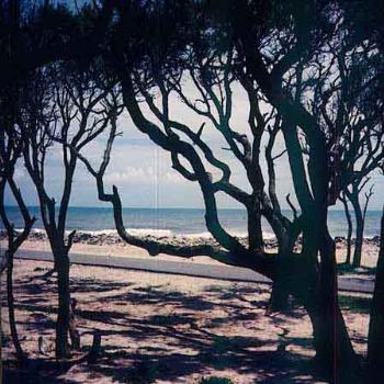 <b>Live Oak trees at Fort Fisher NC / kr NC</b>