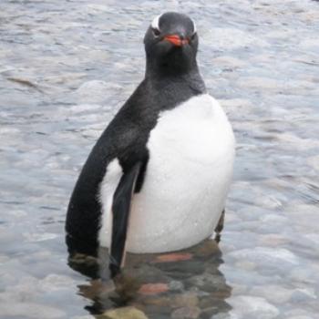 <b>Penguin with attitude - Deception Island, Antarctica</b>