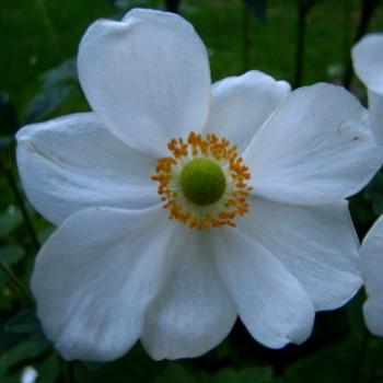 <b>anemone Japanese windchimes Mona Country Manor House nea Braidwood Kate/Sydney</b> <b>anemone Japanese windchimes Mona Country Manor House nea Braidwood Kate/Sydney</b>