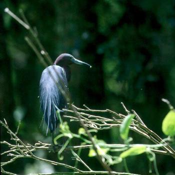 <b>Great Blue Heron. Cape Fear coastal area, NC / kr NC</b>