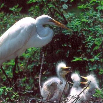 <b>Great Egret, feeding young in nest. Cape Fear coastal area, NC / kr NC</b> <b>Great Egret, feeding young in nest. Cape Fear coastal area, NC / kr NC</b>