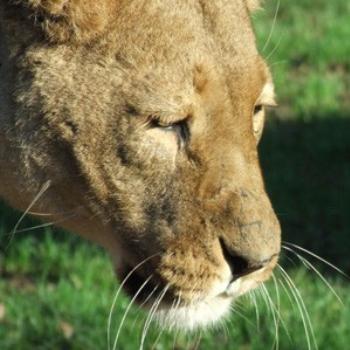 <b>'Elsa', Lioness, Longleat Safari Park (Eileen, Surrey)</b>