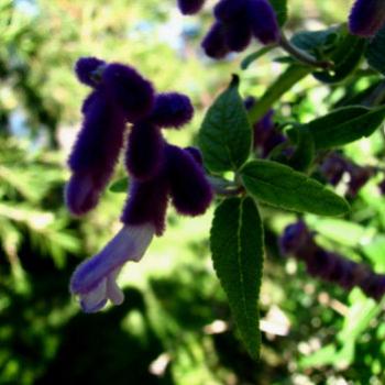<b>SLJn08 Salvia Mexican bush sage (Blue) Kate/Sydney</b>
