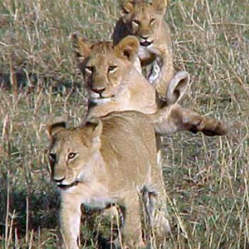 <b>Comming Mom</b>