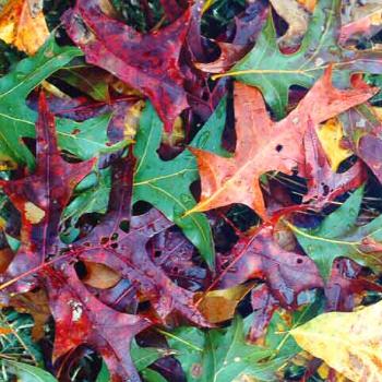 <b>Leaves in my yard / kr NC</b>