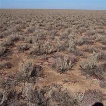 <b>Saltbush plain, Deniliquin - Tree Sheila/NSW</b>