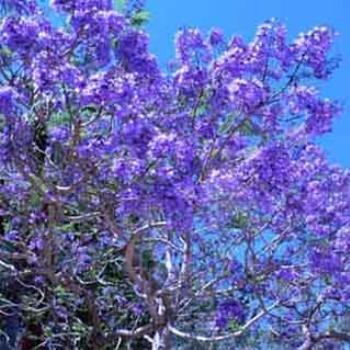 <b>Jacaranda</b>