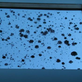 <b>SLJn08 Lichen on the skylight Kate/Sydney</b>