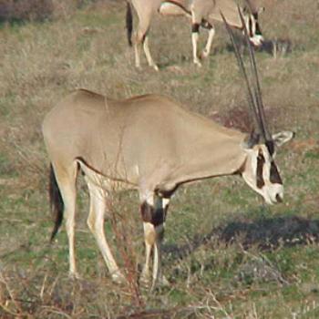 <b>Beisa Oryx</b>
