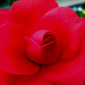 <b>HRJn08 Camellia 5 Kate/Sydney</b>