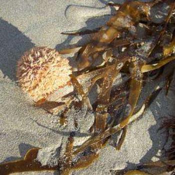 <b>sea urchin in mornign sun/dino</b>