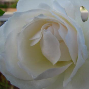 <b>SLJ08 iceberg rose 1 Kate/Sydney</b>