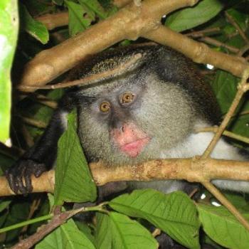 <b>Monkey, Grand Etang Rainforest, Grenada</b>