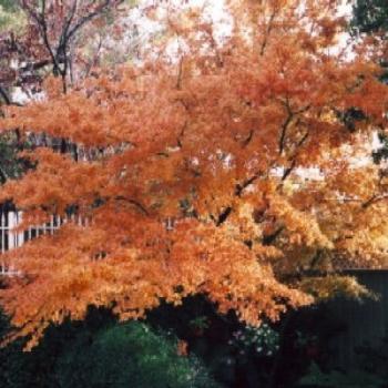 <b>Autumn Colours, Dubbo</b>
