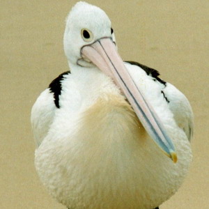 <b>pelican seals rocks</b>