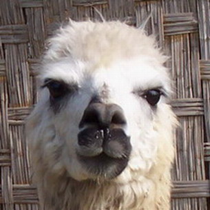<b>Peruvian Llama</b>