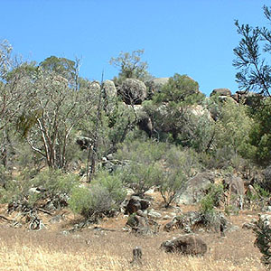 <b>Aussie bush</b>