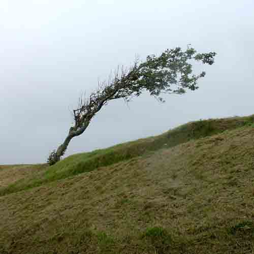 <b>Wind swept</b>