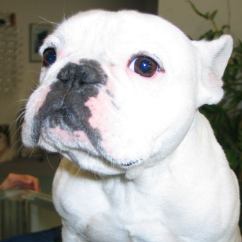 <b>It's Buster. So ugly he's cute (frenchie!)</b>