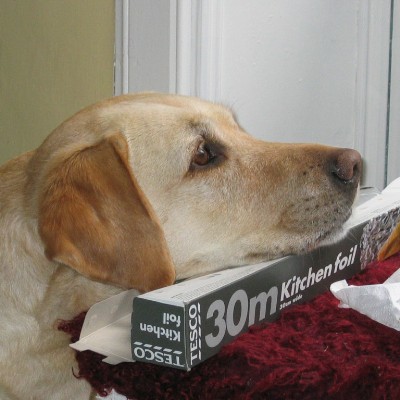 <b>Nala waiting for BBQ to start</b>