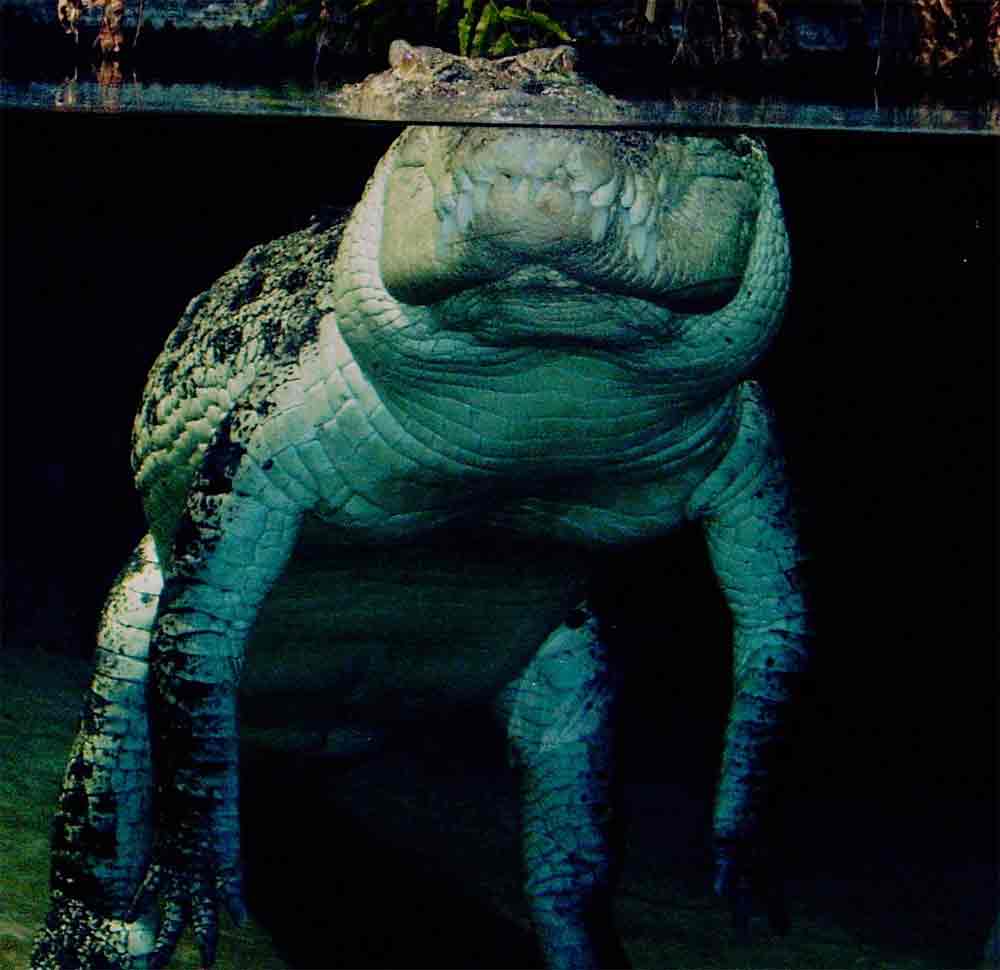 <b>crocodile Northern Territory Australia</b>
