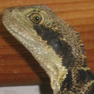 <b>Water Dragon on our Water Heater</b>