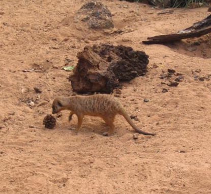 <b>Merekat @ Taronga Zoo</b>