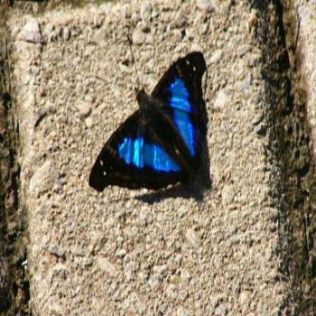 <b>Butterfly at Iguassu Falls, Brazil</b>